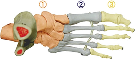 重要！！足骨格について